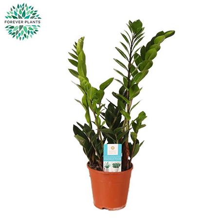 Zamioculcas Zamiifolia 5+