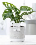 Monstera Adansonii Keramiek Jade