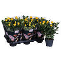Rose Patio Hit Yellow