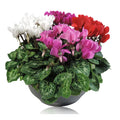 Cyclamen Per Gemengd Patio Schaal