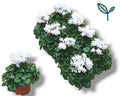 Cyclamen Per Ss Wit
