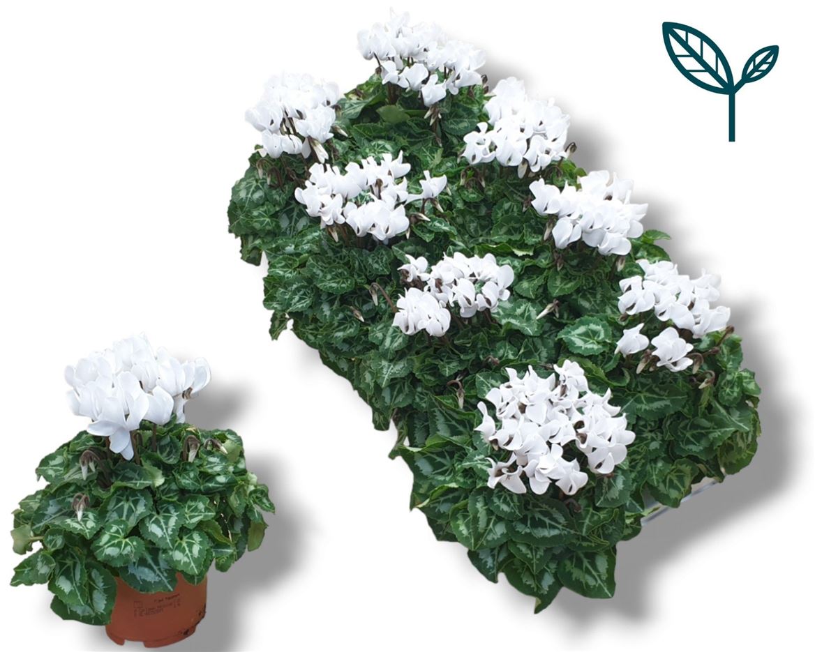 Cyclamen Per Ss Wit