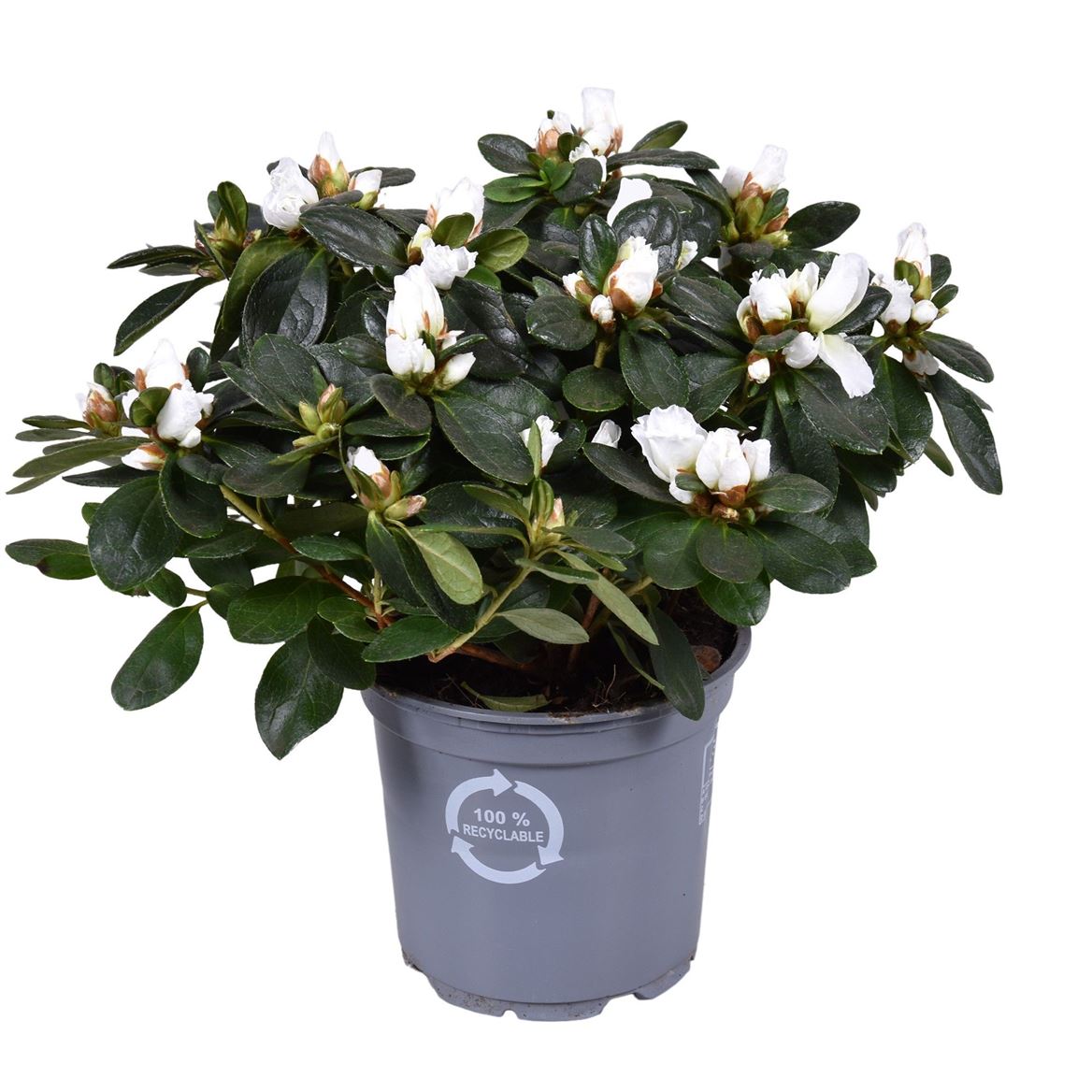 Rhodo Si Witte Vogel