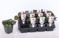 Cyclaam Coum Rose