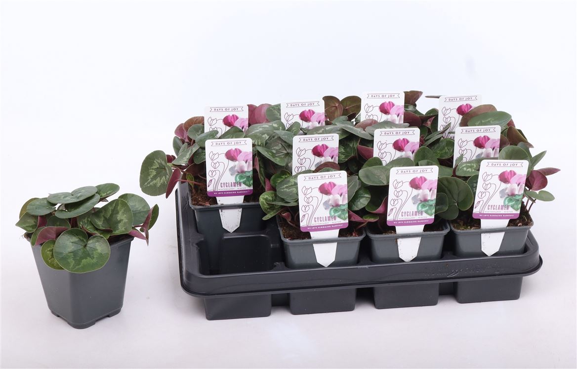 Cyclaam Coum Rose
