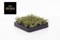 Tillandsia Ionantha Groen Large