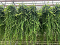 Aeschynanthus Japhrolepis L