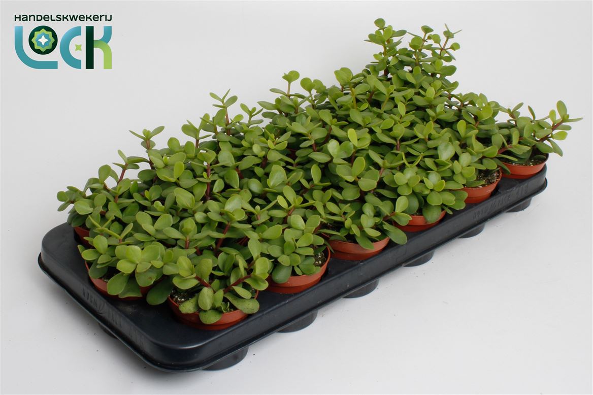 Portulacaria Afra