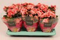 BegoniaDu Licht Roze Borias