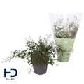 Jasminum Polyanthum (rose)