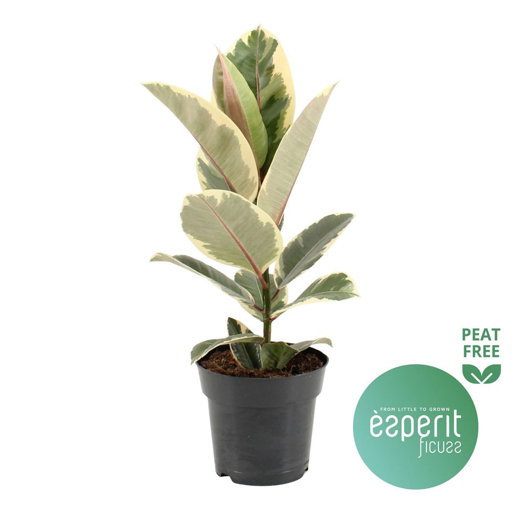 Ficus El Tineke