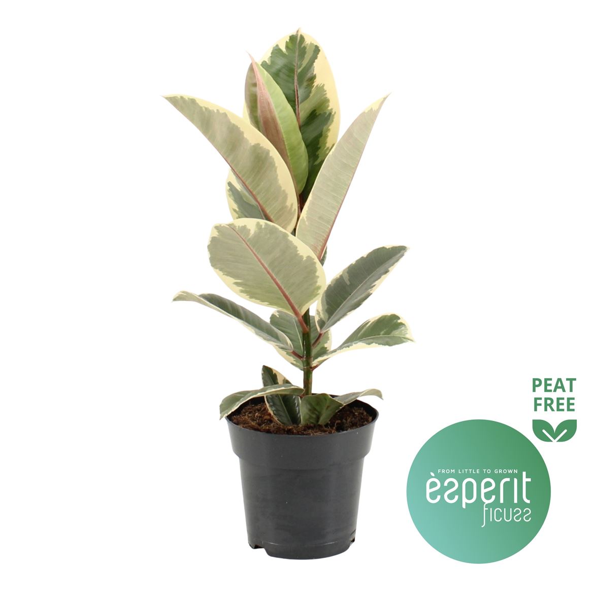 Ficus El Tineke