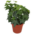 Hedera Brigitte