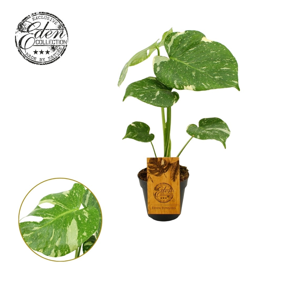Monstera Deliciosa Thai Constellation