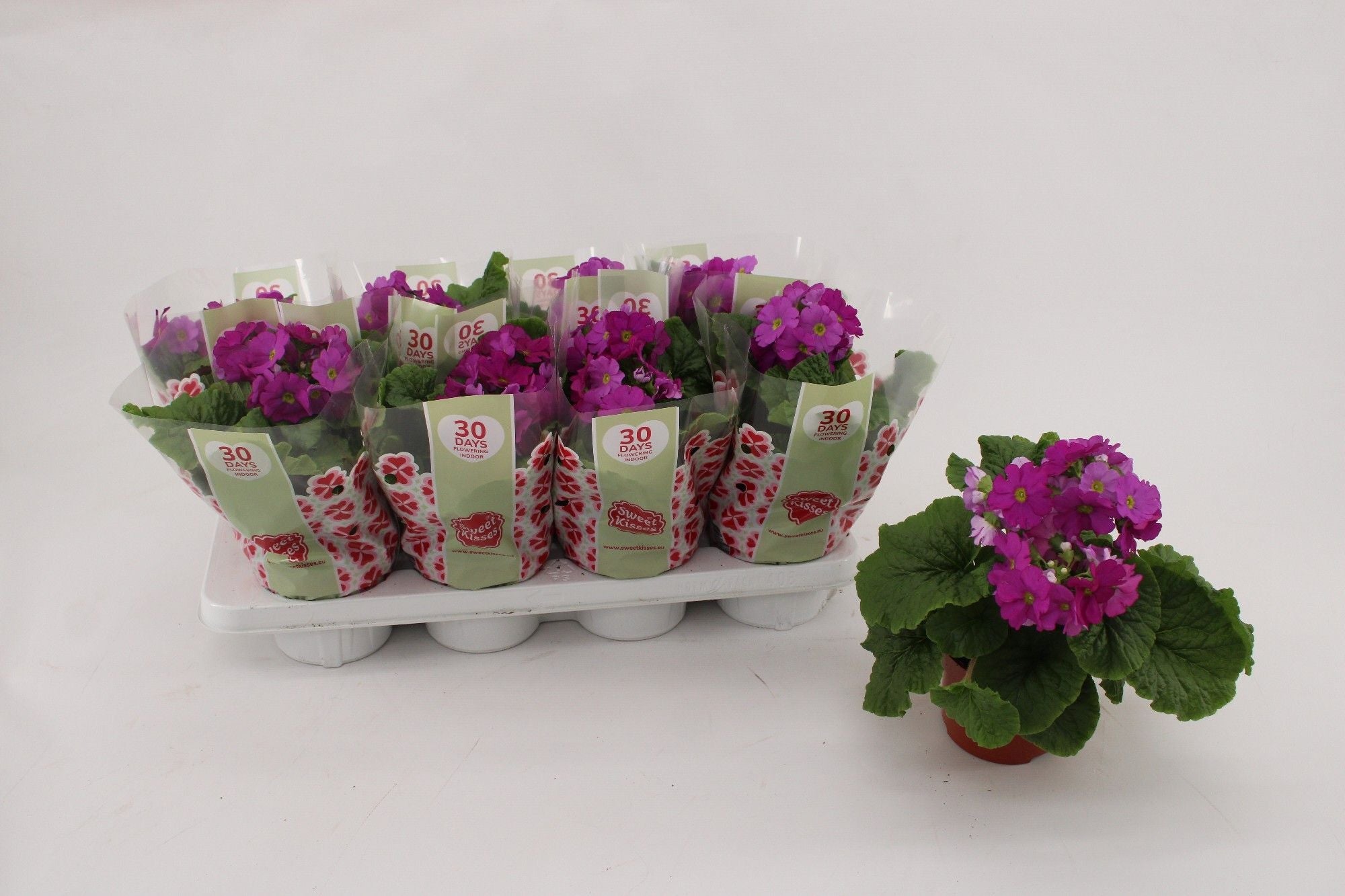 Primula Ob Violet