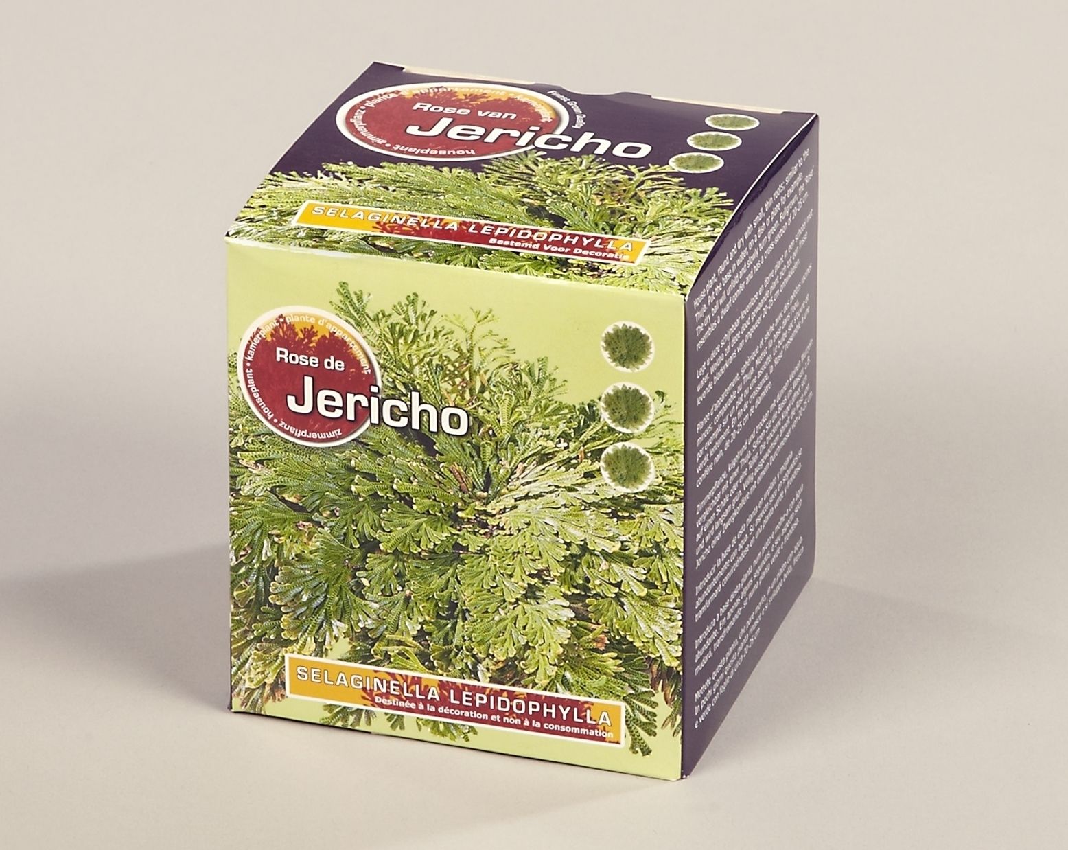 Bloembol Rose Of Jericho Giftbox (x1)