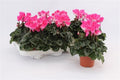 Cyclamen Per Indiaka Magenta