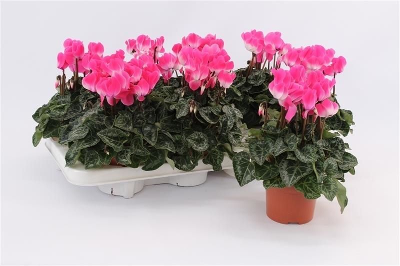 Cyclamen Per Indiaka Magenta