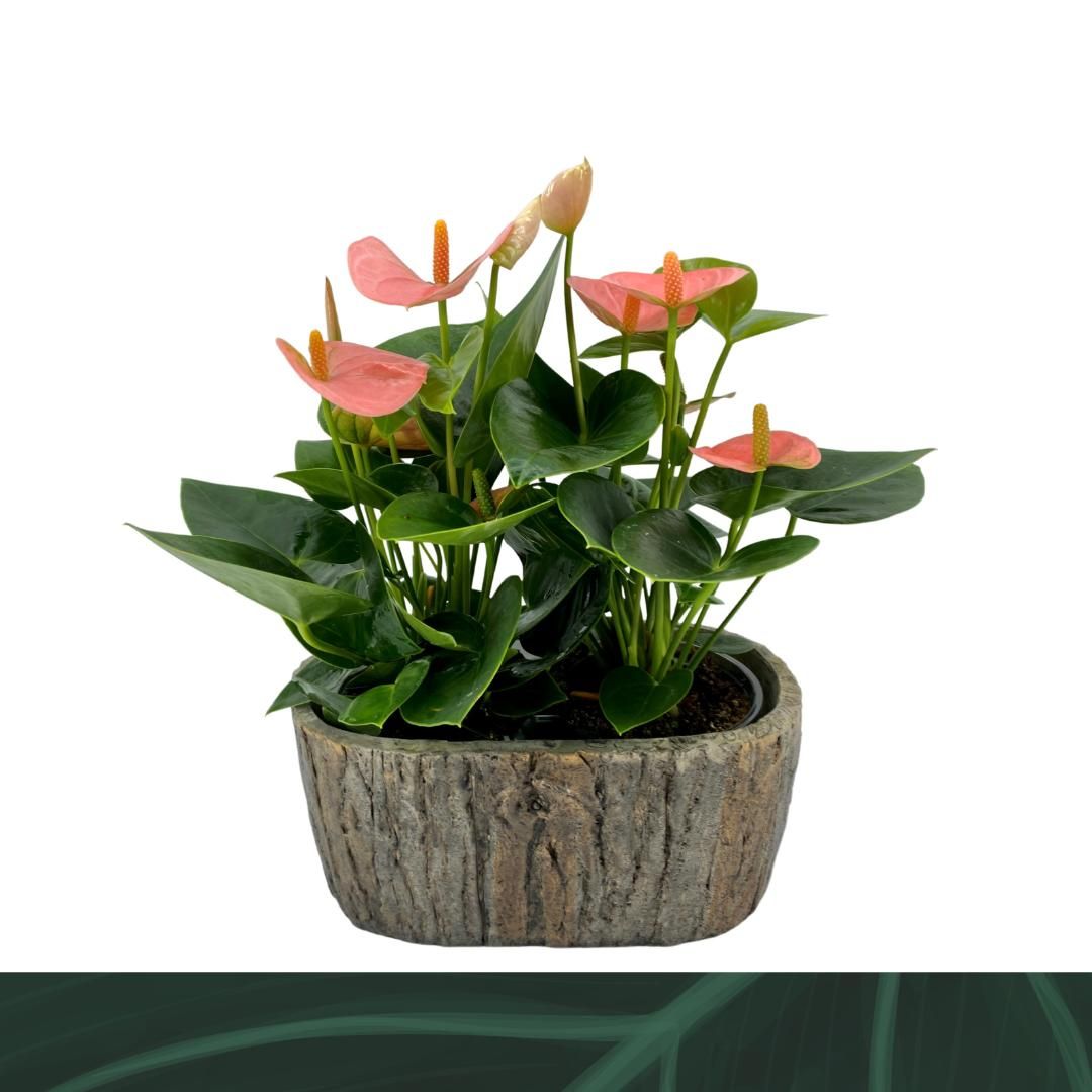 Anthurium An Spirit Keramiek Ovaal
