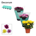 Chrysanthemum Grandezza Gemengd