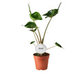 Alocasia Stingray