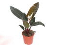 Phil Congo Red