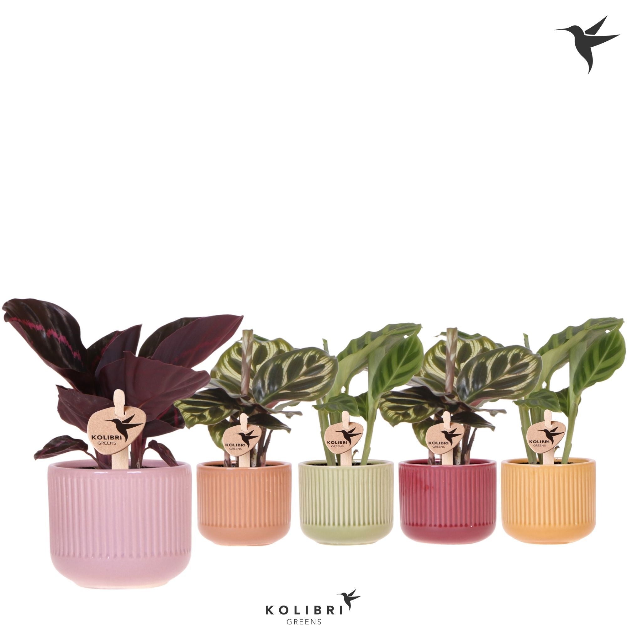 Calathea Gemengd Keramiek Flare