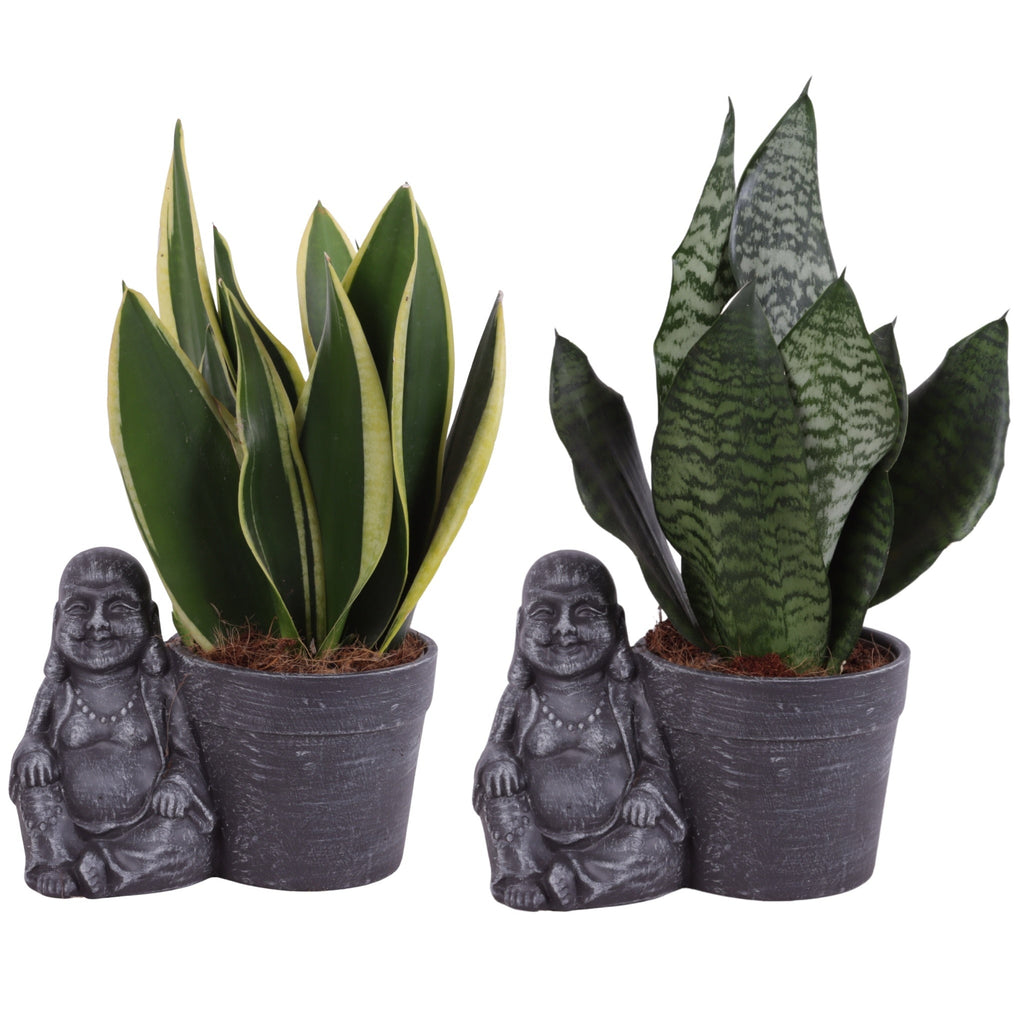 Sans Tri Gemengd Keramiek Buddha