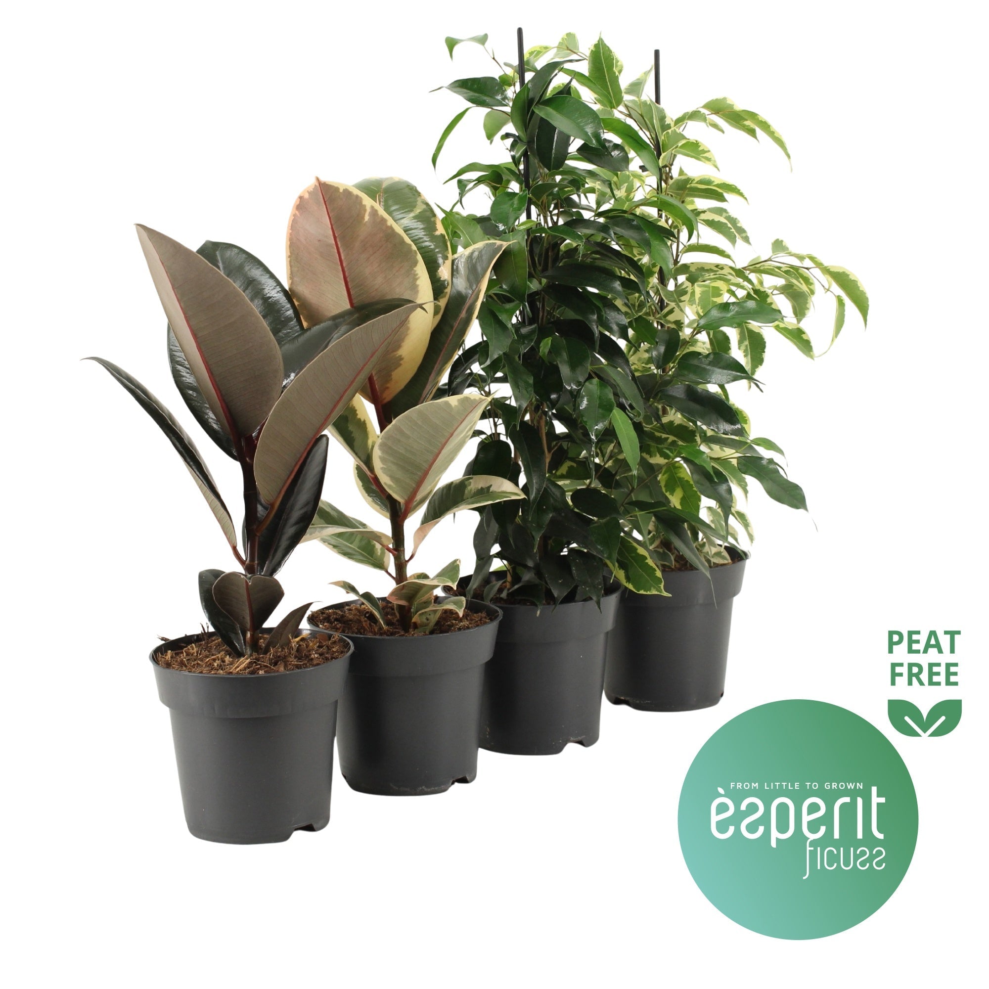 Ficus Gemengd