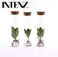 Opm Intenz Clusia Glas Tube