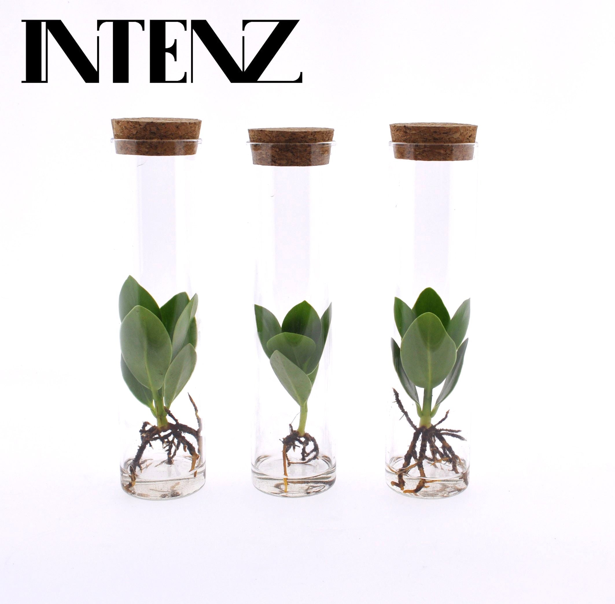 Opm Intenz Clusia Glas Tube
