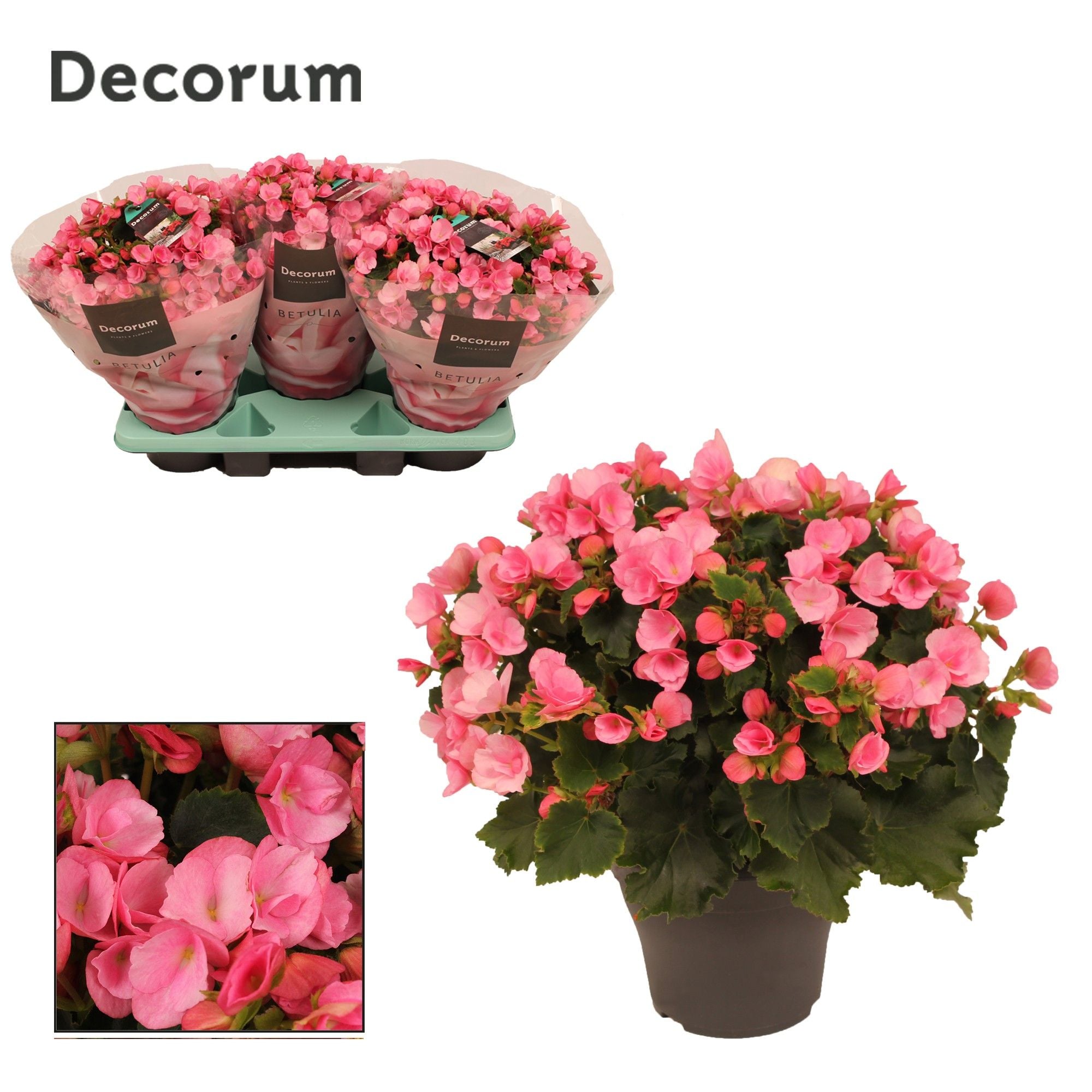 BegoniaBetulia Candy