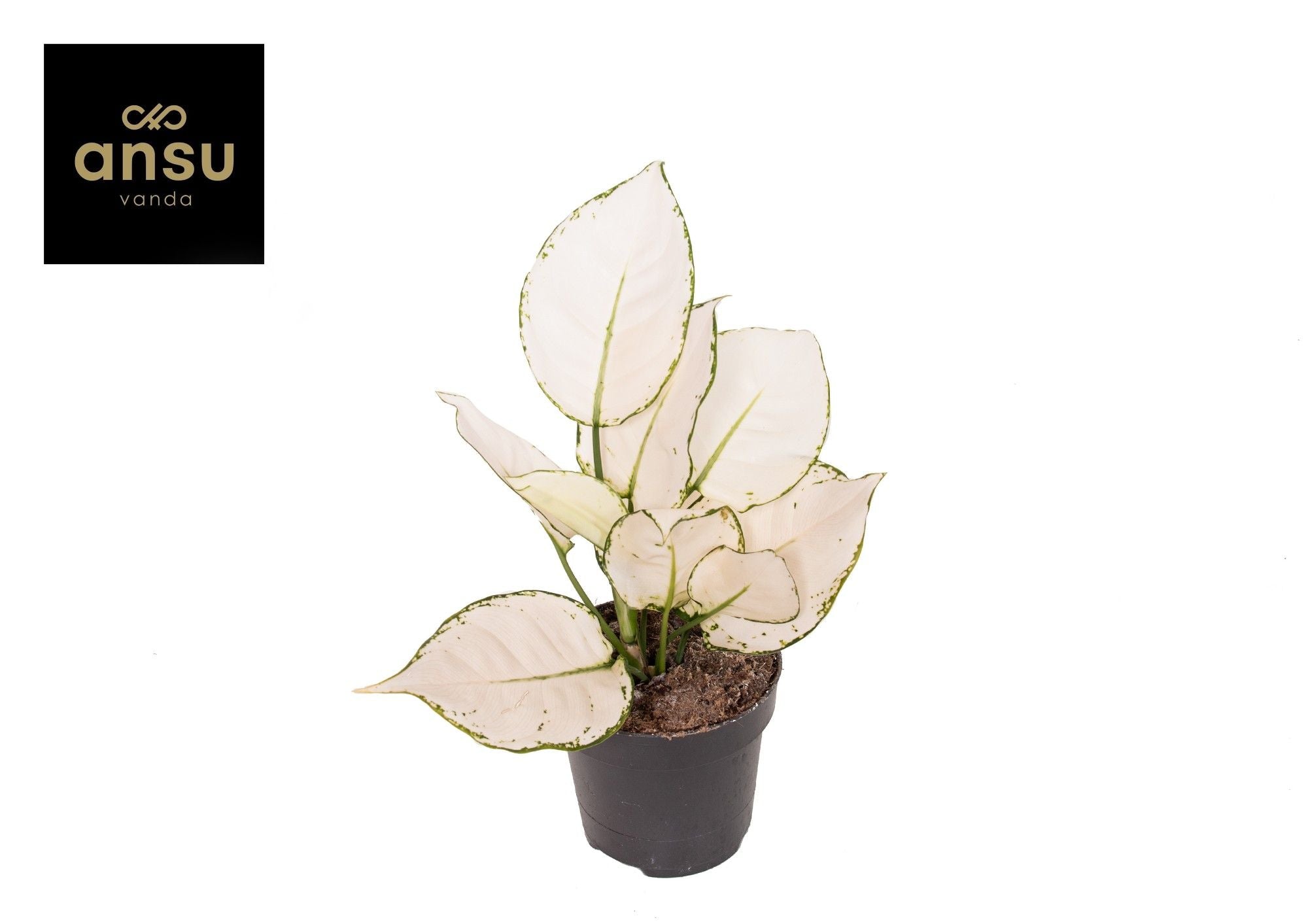 Aglaonema White Joy Small