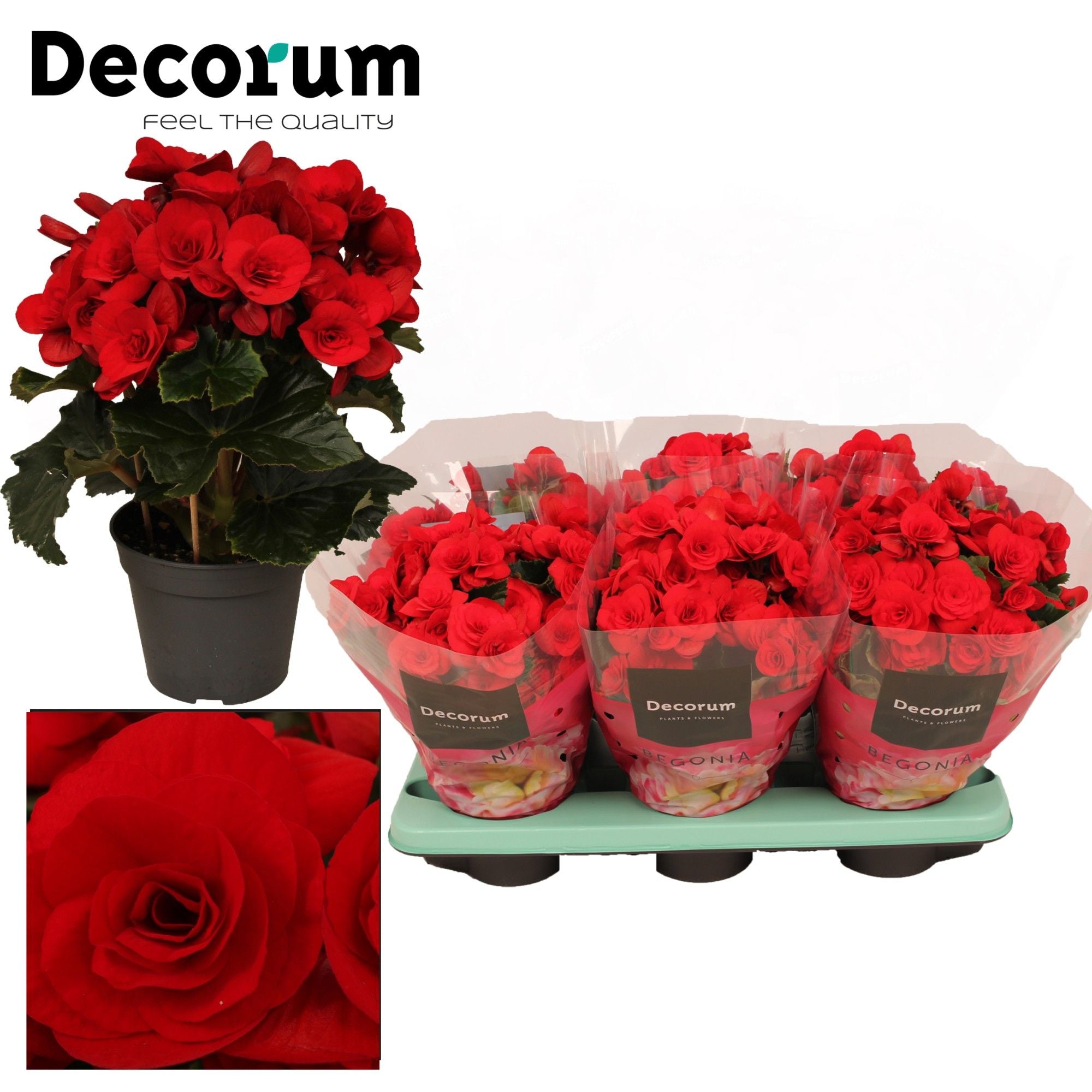 BegoniaDu Rood Baladin