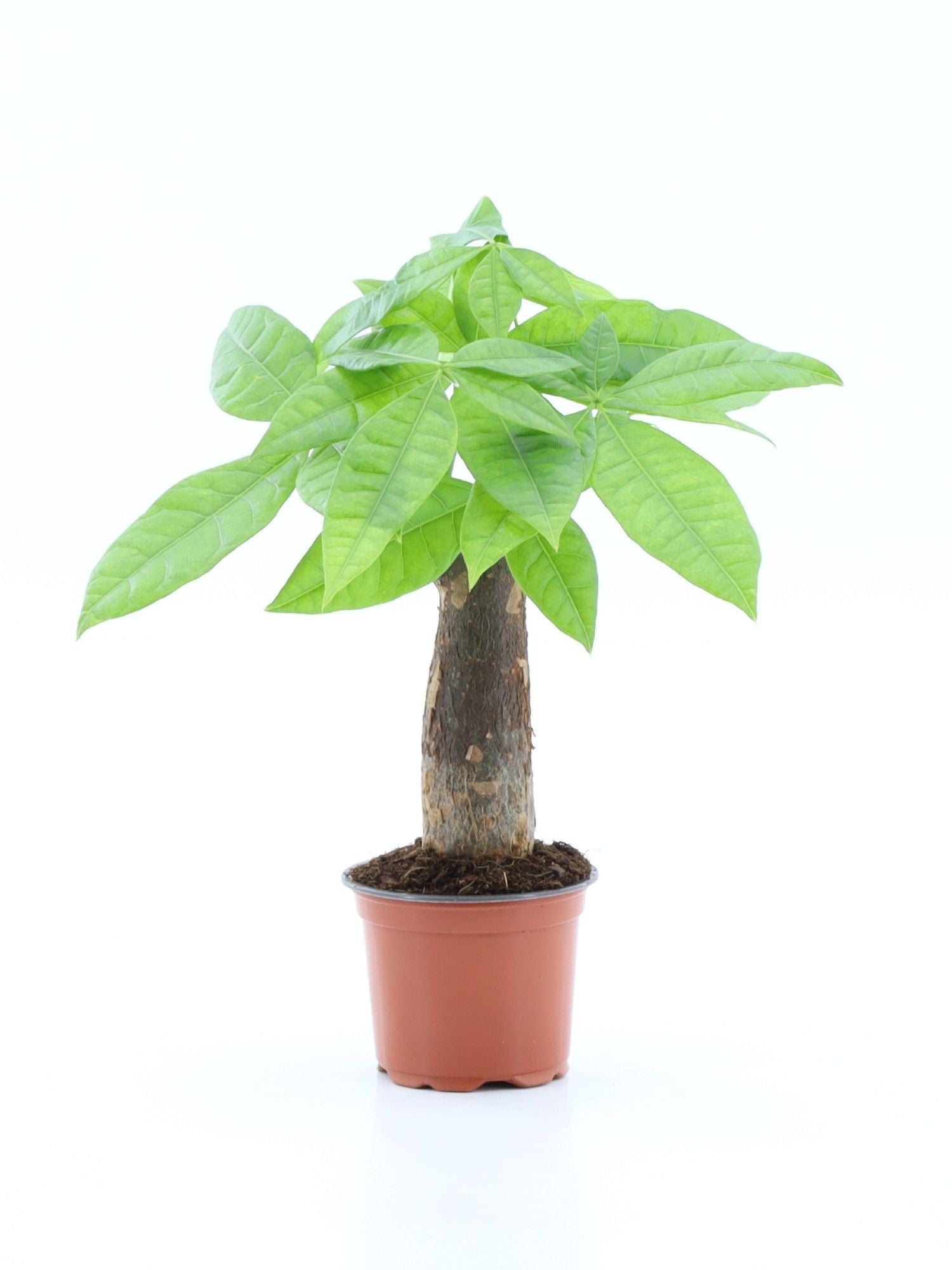 Pachira Aquatica