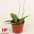 Hoya Sp. Loei