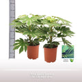 Fatsia Japonica Spiderweb