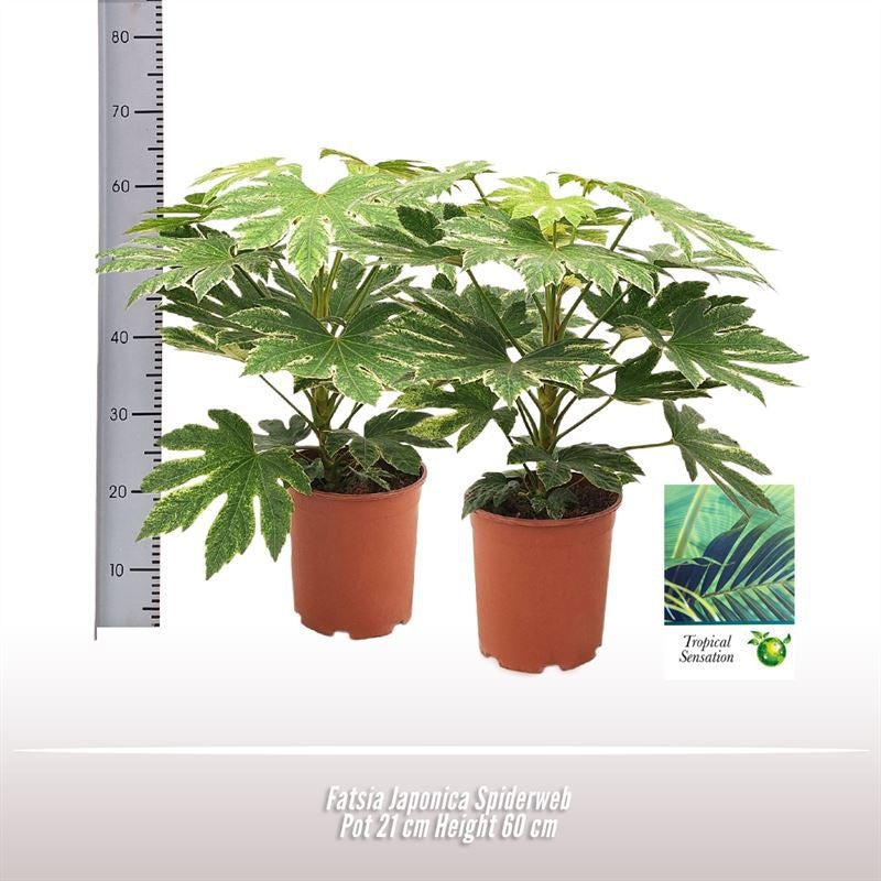 Fatsia Japonica Spiderweb