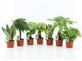 Ov Kamerplanten Gemengd Easy To Care