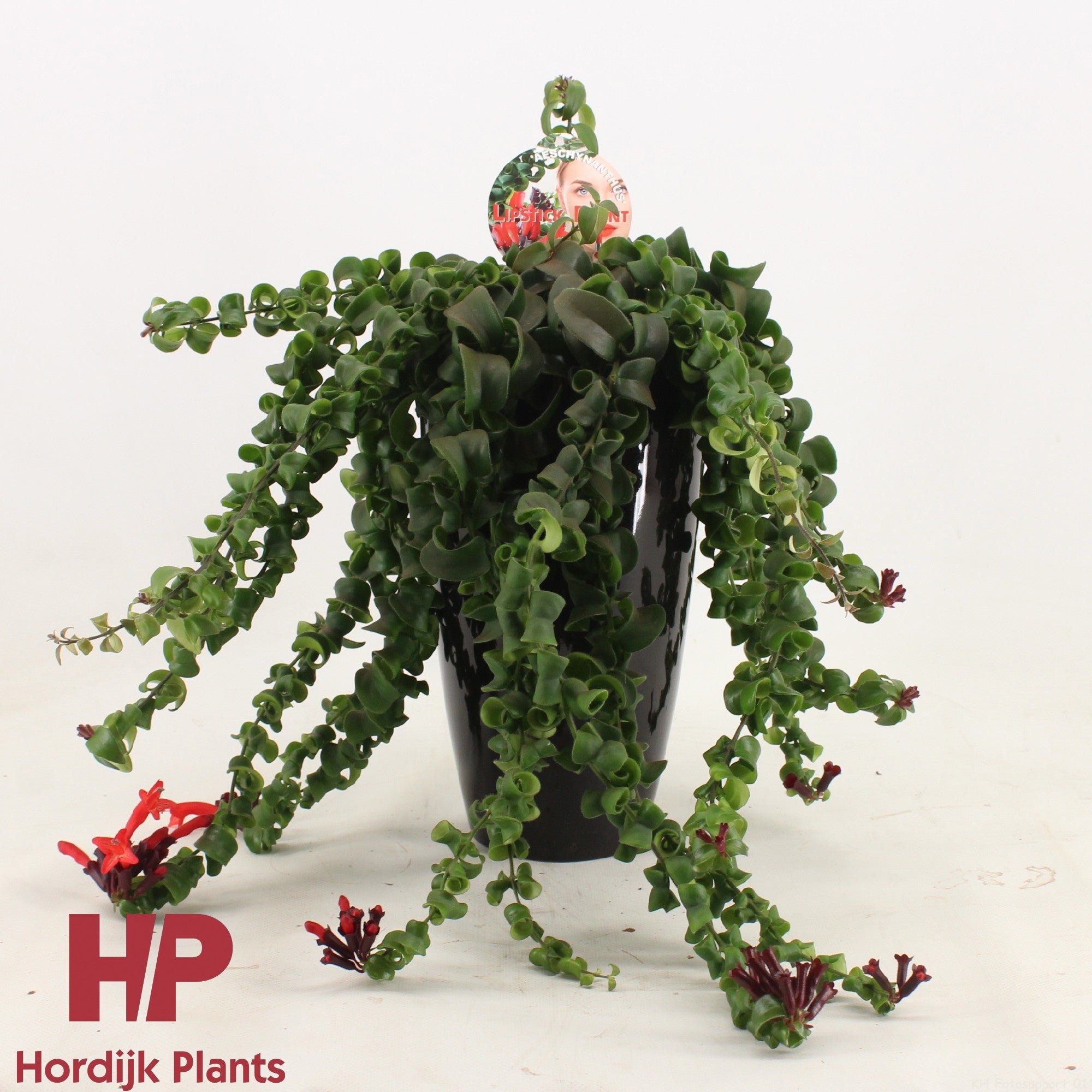 Aeschynanthus Bluster Keramiek Zwart