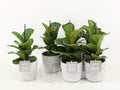 Ficus Lyrata Keramiek Stone Look
