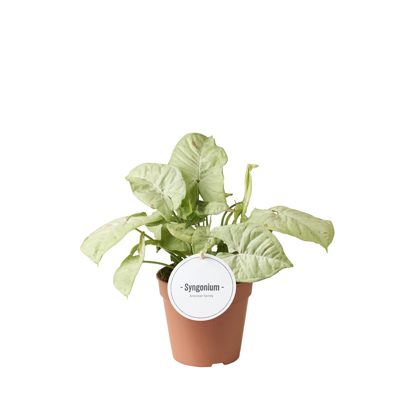 Syngonium Confetti