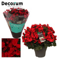 BegoniaBetulia Rood
