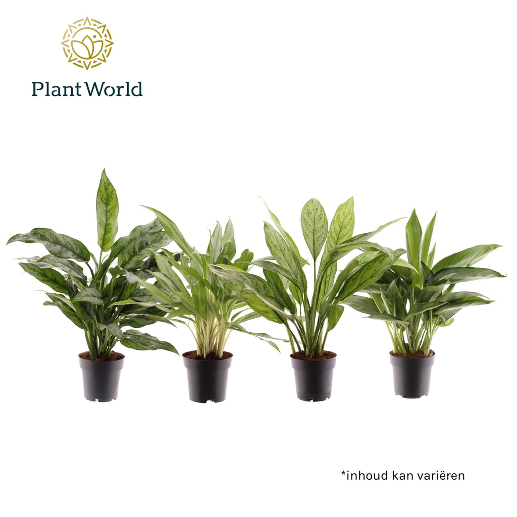 Aglaonema Gemengd