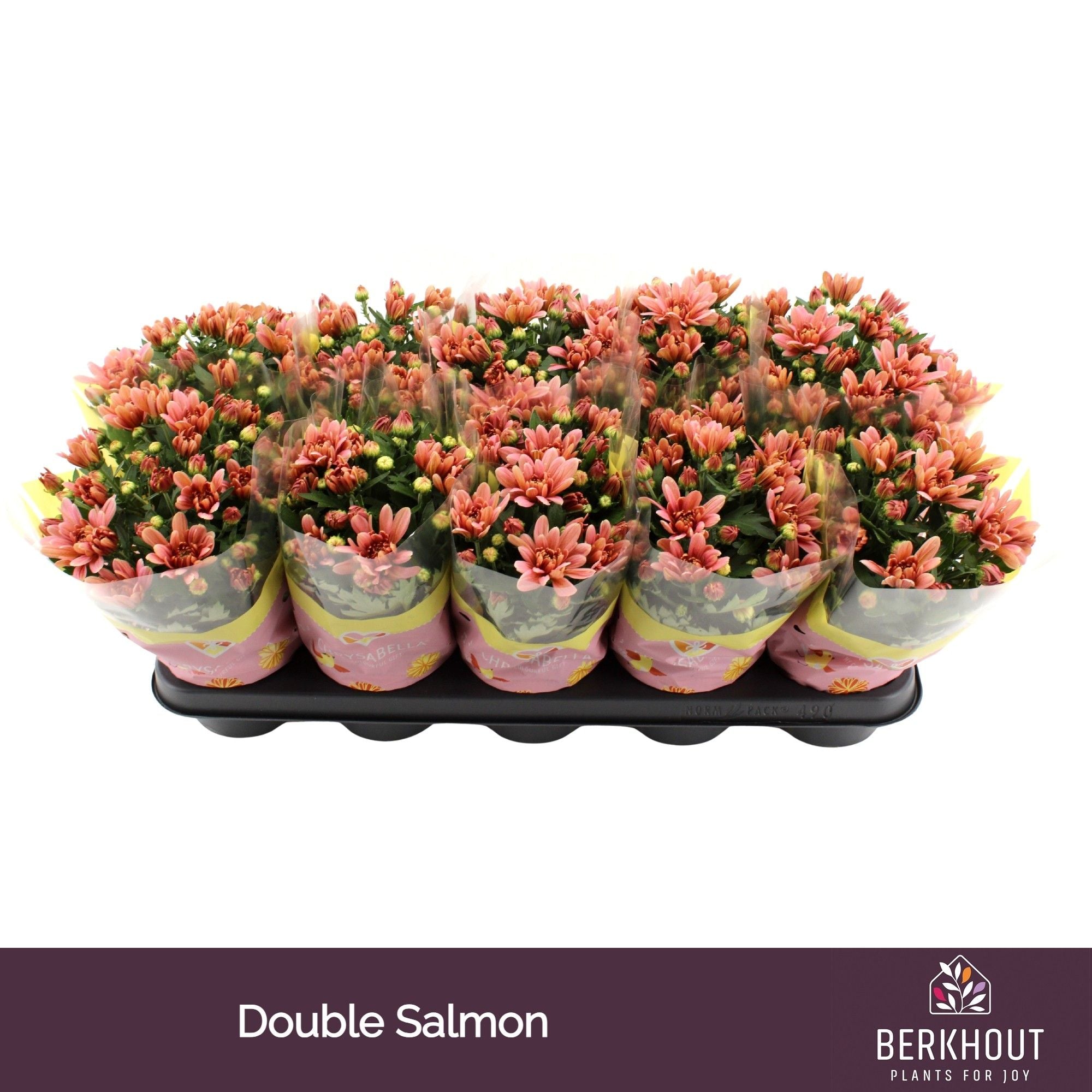 Chrysanthemum Salmon Dynamic
