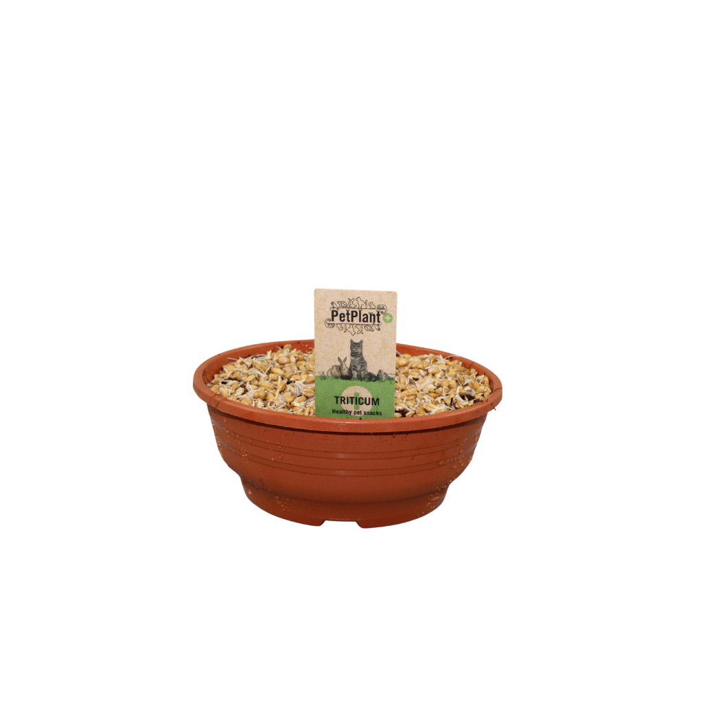 Kattegras