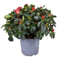 Rhodo Si Jimmy