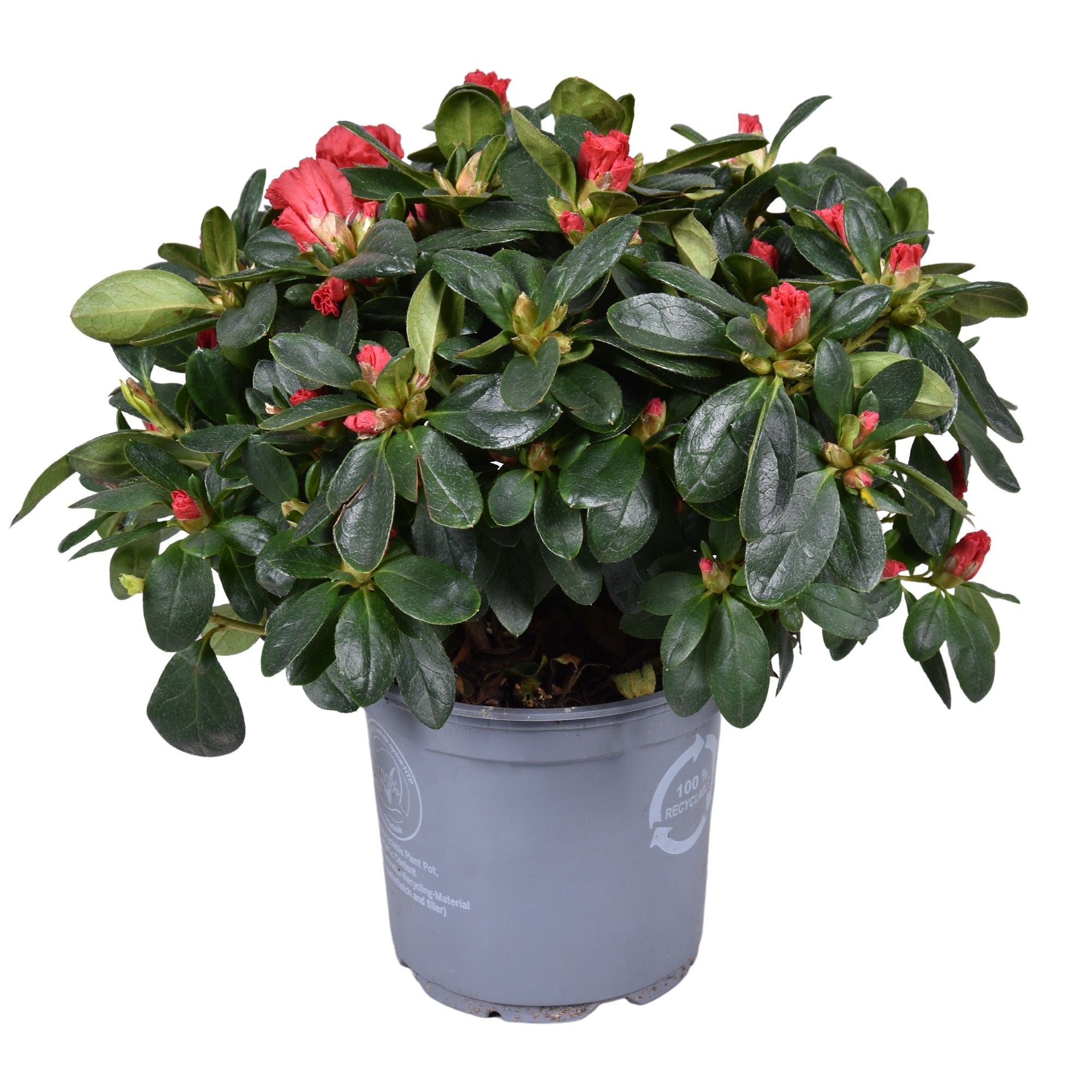 Rhodo Si Jimmy