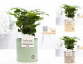 Coffea Arabica Zink Louise