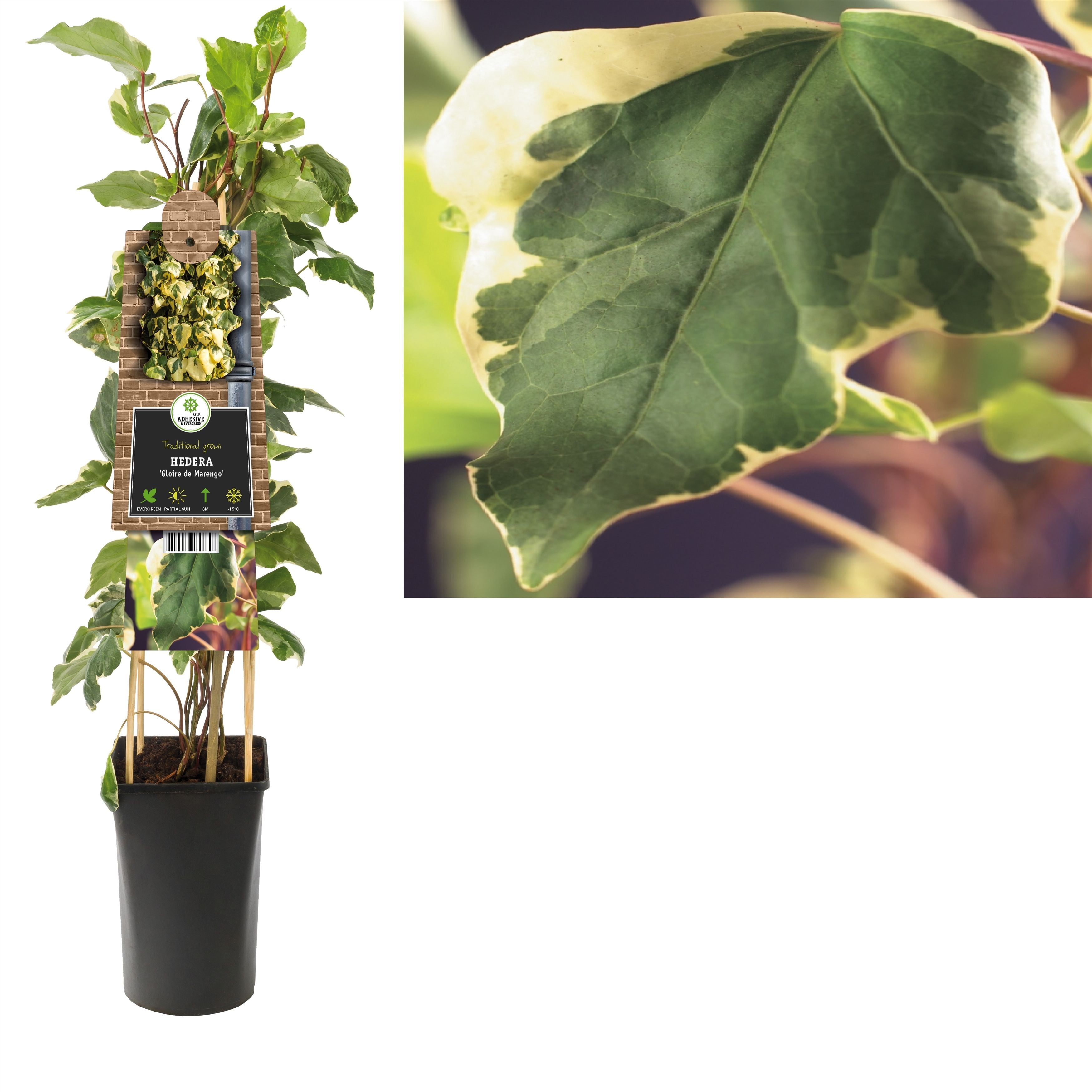 Hedera Al Gloire De Marengo